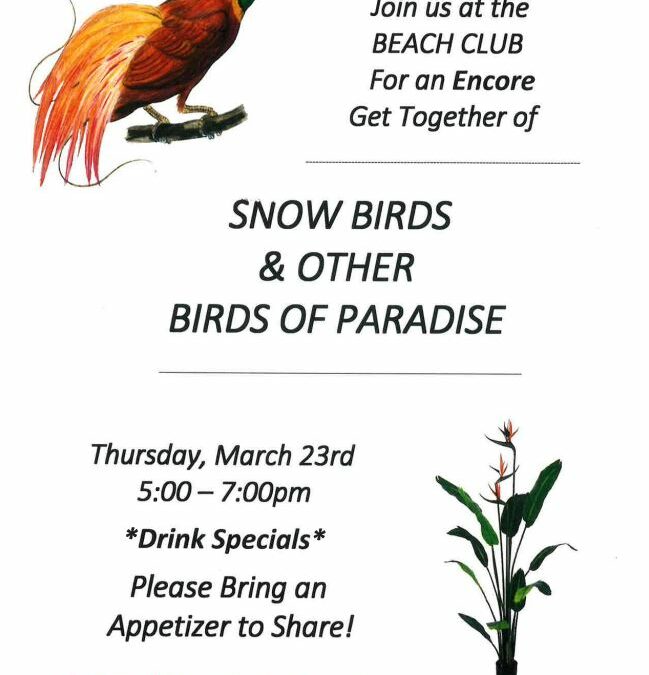 Snow Birds & Other Birds of Paradise